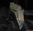 Partial Inch Megalodon Tooth #574-1